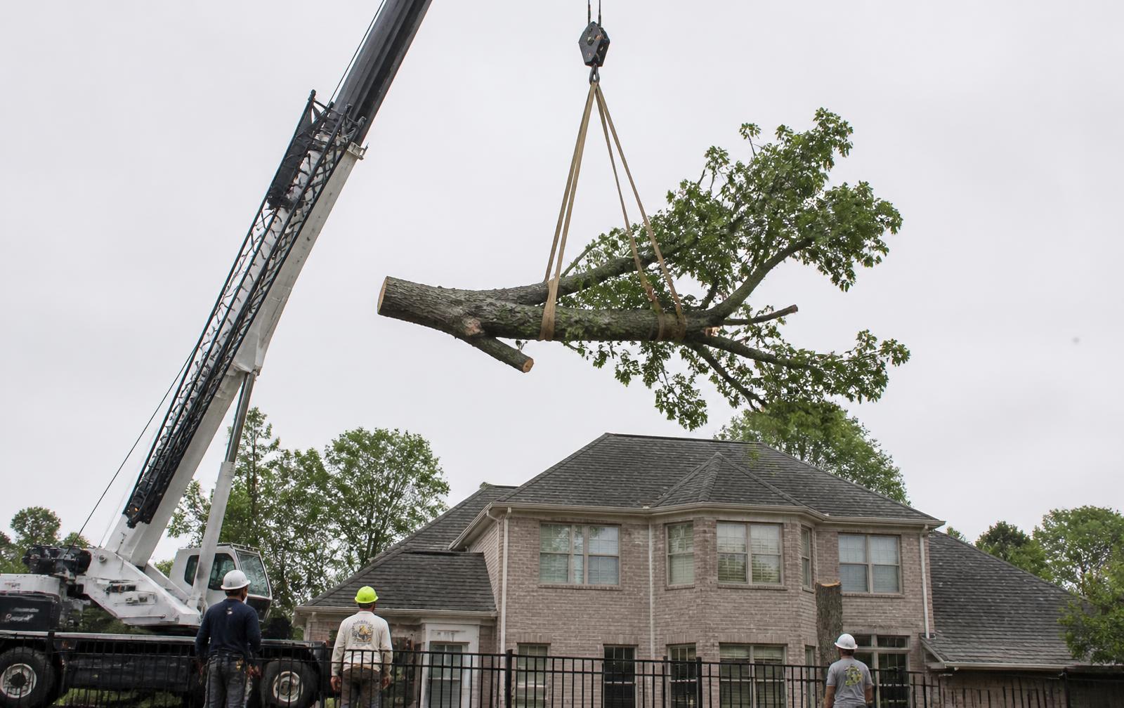 Crane lifting a whole oak tree section over a house roof in Jonesboro AR